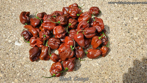 Black Congo - Pepper Seeds - White Hot Peppers