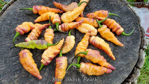Blue Ghost (Peach) - Pepper Seeds - White Hot Peppers