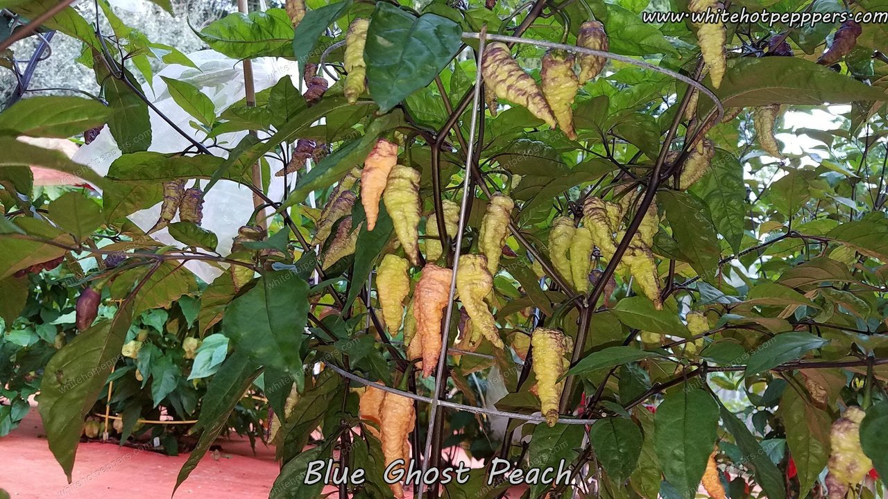 Blue Ghost (Peach) - Pepper Seeds - White Hot Peppers