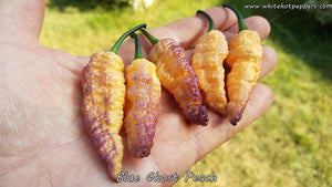 Blue Ghost (Peach) - Pepper Seeds - White Hot Peppers