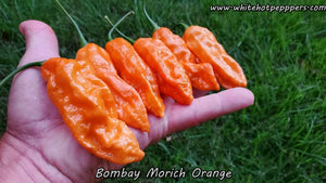 Bombay Morich Orange - Pepper Seeds - White Hot Peppers