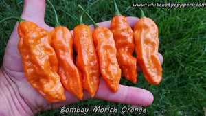 Bombay Morich Orange - Pepper Seeds - White Hot Peppers