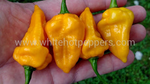 Bonda Ma Jacques - Pepper Seeds - White Hot Peppers