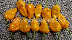 Bonda Ma Jacques - Pepper Seeds - White Hot Peppers