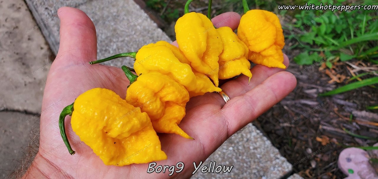 Borg 9 Yellow - Pepper Seeds - White Hot Peppers