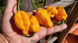 Borg 9 Yellow - Pepper Seeds - White Hot Peppers