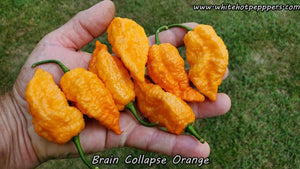 Brain Collapse Orange - Pepper Seeds - White Hot Peppers