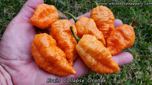 Brain Collapse Orange - Pepper Seeds - White Hot Peppers