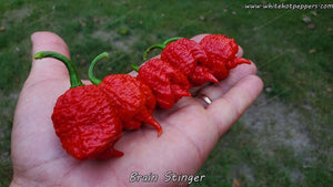 Brain Stinger - Pepper Seeds - White Hot Peppers