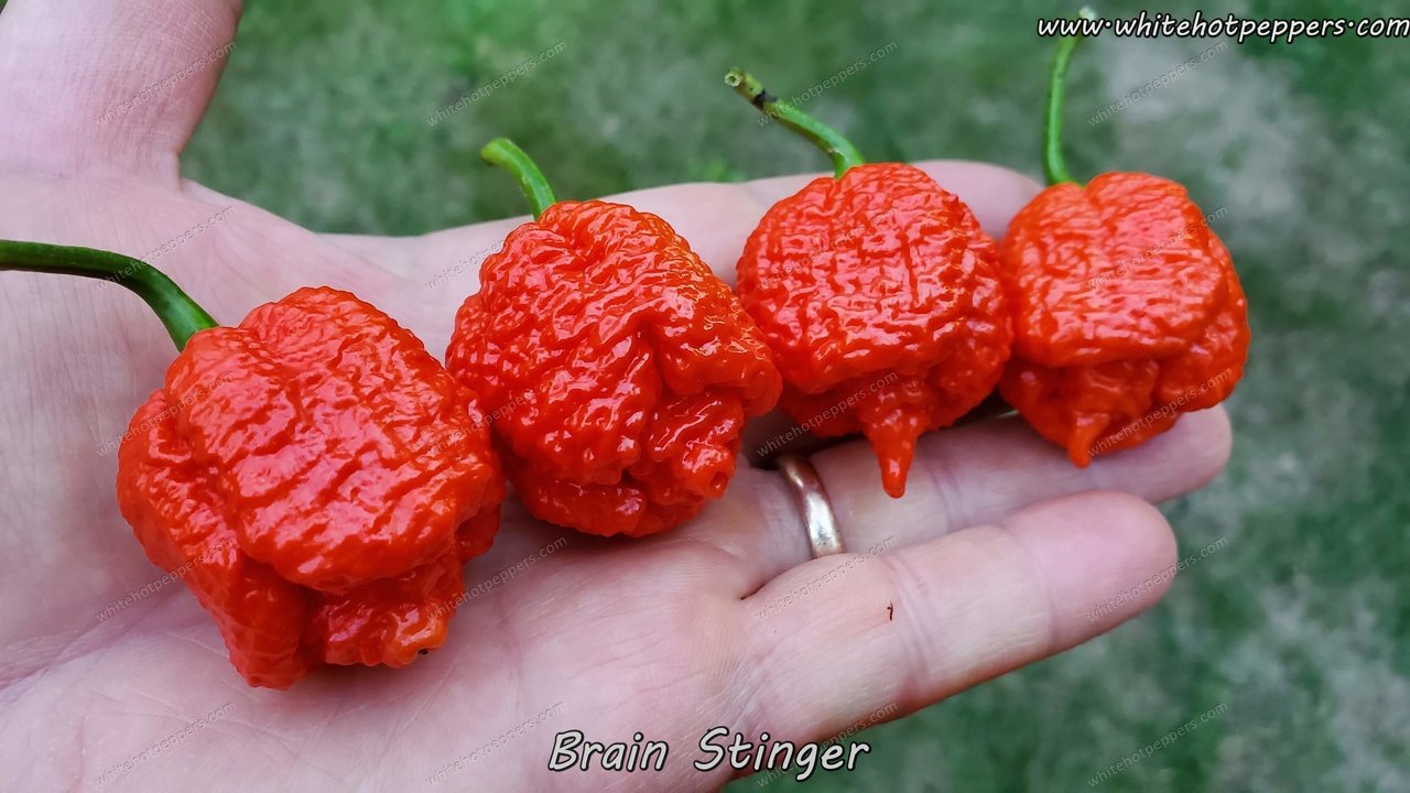 Brain Stinger - Pepper Seeds - White Hot Peppers