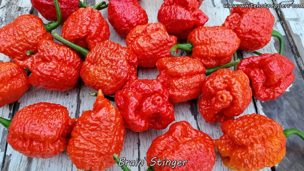 Brain Stinger - Pepper Seeds - White Hot Peppers