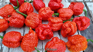 Brain Stinger - Pepper Seeds - White Hot Peppers