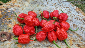 Brain Stinger - Pepper Seeds - White Hot Peppers