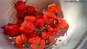 Brain Stinger - Pepper Seeds - White Hot Peppers