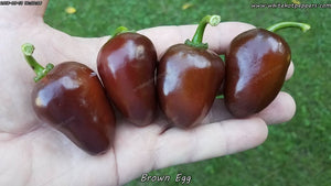 Brown Egg - Pepper Seeds - White Hot Peppers