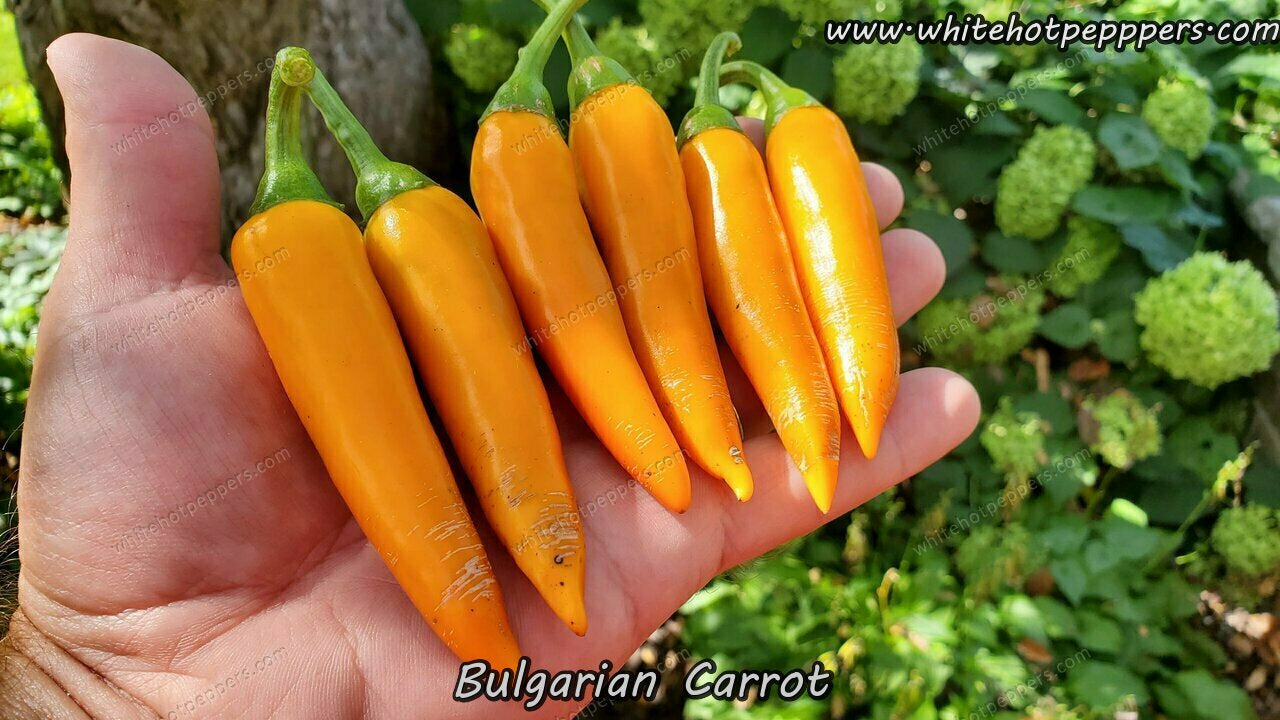 Bulgarian Carrot - Pepper Seeds - White Hot Peppers