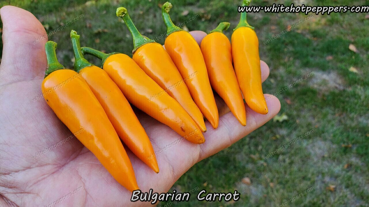 Bulgarian Carrot - Pepper Seeds - White Hot Peppers