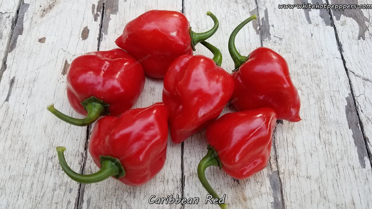 Habanero Caribbean Red - Pepper Seeds - White Hot Peppers