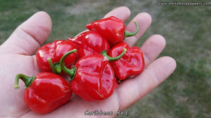 Habanero Caribbean Red - Pepper Seeds - White Hot Peppers