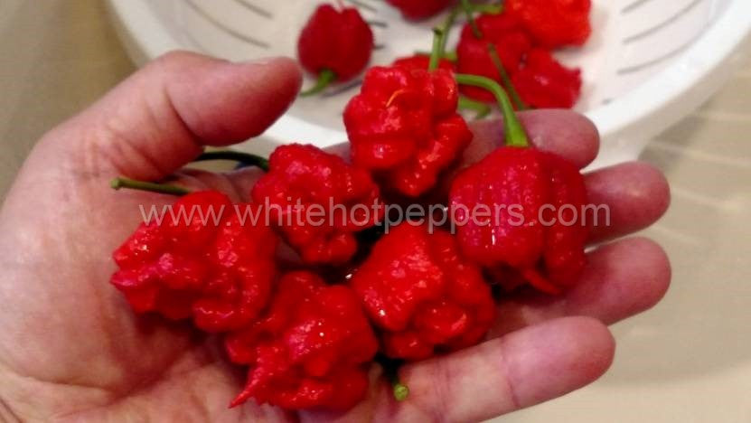 Carolina Reaper - Pepper Seeds - White Hot Peppers