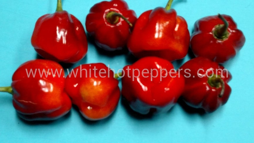 CGN 21500 x 7 Pot Barrackpore - Pepper Seeds - White Hot Peppers