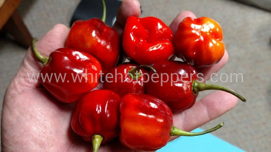 CGN 21500 x 7 Pot Barrackpore - Pepper Seeds - White Hot Peppers