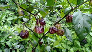 CGN 21500 x 7 Pot Barrackpore - Pepper Seeds - White Hot Peppers