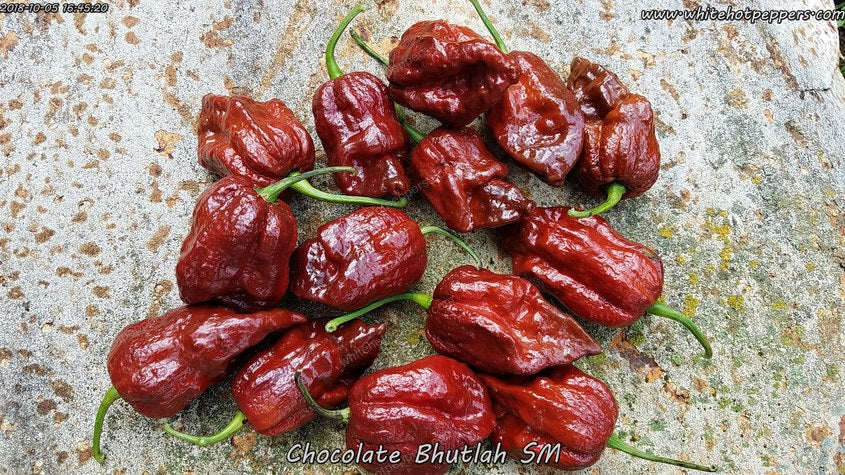 Chocolate Bhutlah (SM) - Pepper Seeds - White Hot Peppers
