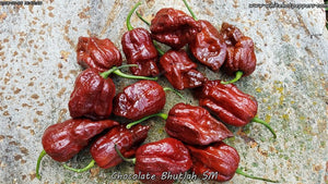 Chocolate Bhutlah (SM) - Pepper Seeds - White Hot Peppers