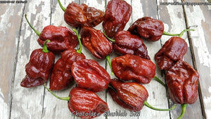 Chocolate Bhutlah (SM) - Pepper Seeds - White Hot Peppers