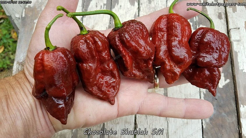 Chocolate Bhutlah (SM) - Pepper Seeds - White Hot Peppers