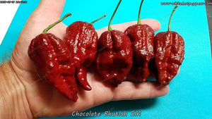 Chocolate Bhutlah (SM) - Pepper Seeds - White Hot Peppers