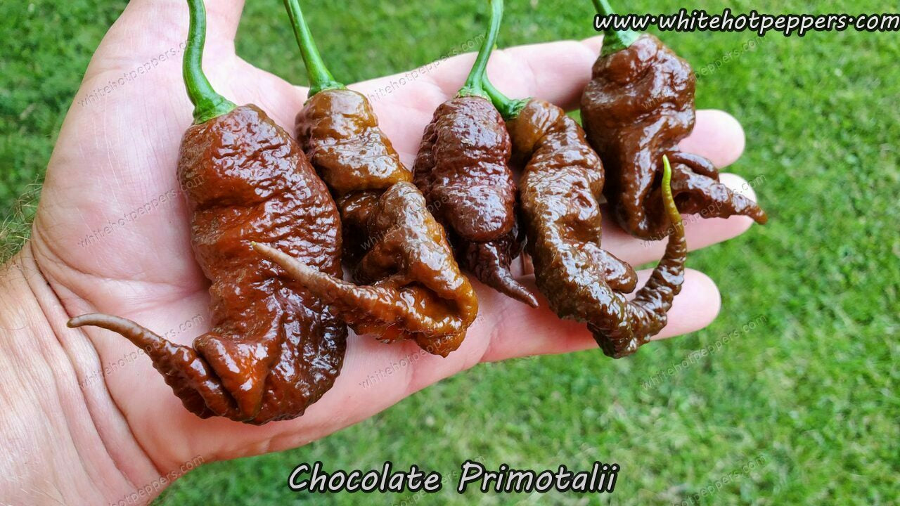Chocolate Primotalii - Pepper Seeds - White Hot Peppers