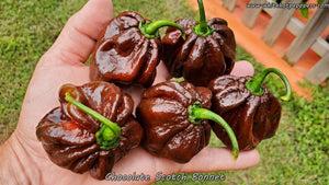 Scotch Bonnet Chocolate - Pepper Seeds - White Hot Peppers