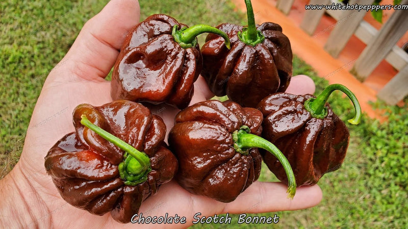 chocolate-scotch-bonnet_800x.jpg
