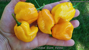 Congo Trinidad Giant Yellow - Pepper Seeds - White Hot Peppers