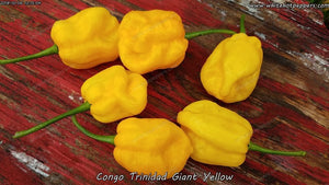Congo Trinidad Giant Yellow - Pepper Seeds - White Hot Peppers