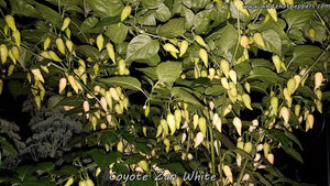 Coyote Zan White - Pepper Seeds - White Hot Peppers