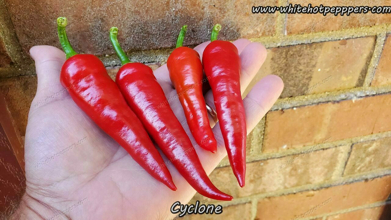 Cyclone - Pepper Seeds - White Hot Peppers