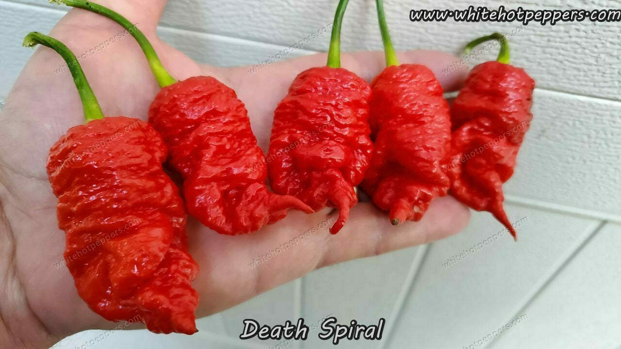 Death Spiral - Pepper Seeds - White Hot Peppers