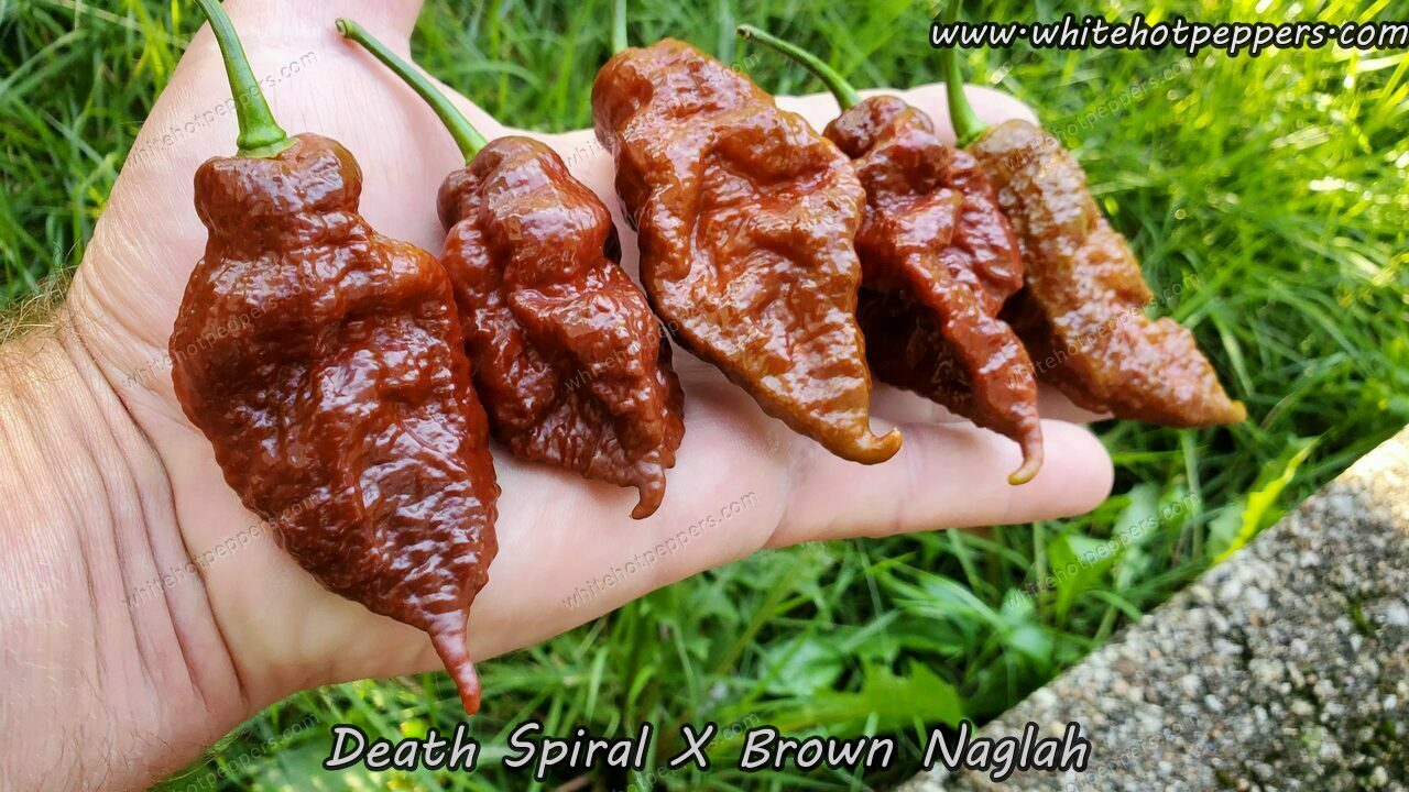 Death Spiral x Brown Naglah - Pepper Seeds - White Hot Peppers