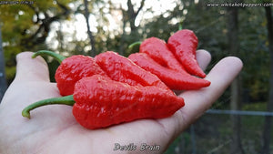 Devil's Brain - Pepper Seeds - White Hot Peppers