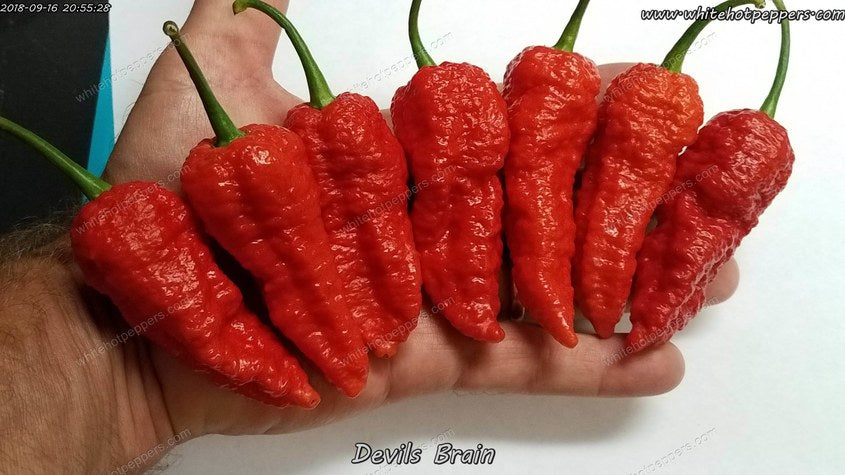 Devil's Brain - Pepper Seeds - White Hot Peppers