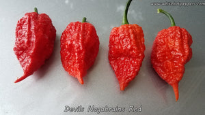 Devil's Nagabrains Red - Pepper Seeds - White Hot Peppers
