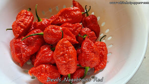 Devil's Nagabrains Red - Pepper Seeds - White Hot Peppers