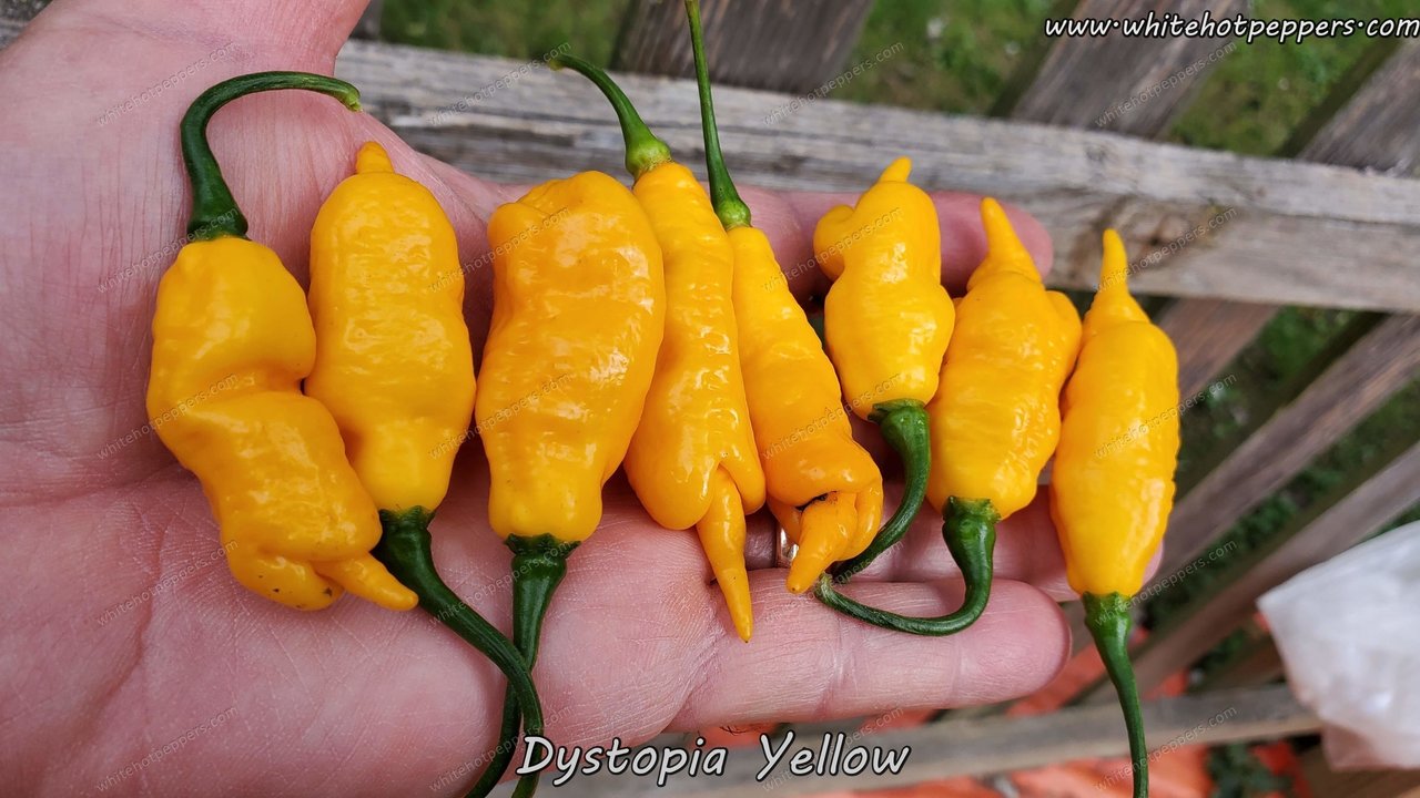 Dystopia Yellow - Pepper Seeds - White Hot Peppers