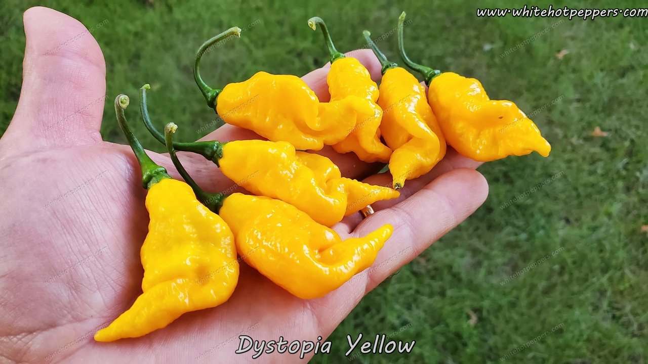 Dystopia Yellow - Pepper Seeds - White Hot Peppers