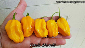 Fatalii Mortalii - Pepper Seeds - White Hot Peppers