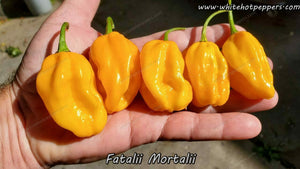 Fatalii Mortalii - Pepper Seeds - White Hot Peppers