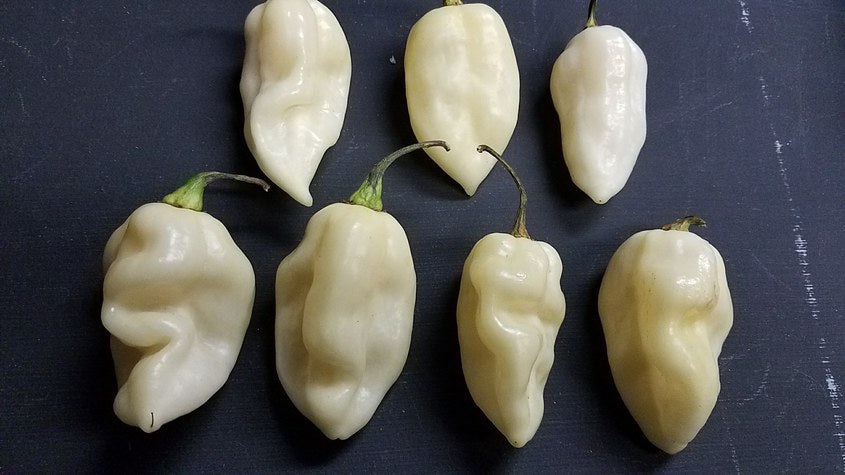 Fatalii White - Pepper Seeds - White Hot Peppers